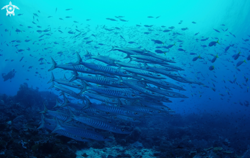 A barracuda