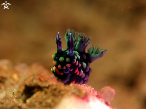 A Nembrotha