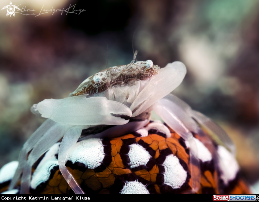 A Harlequin Swimming Crab