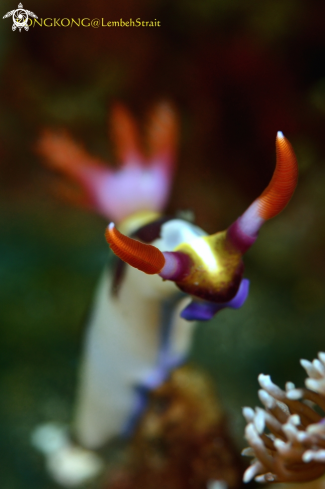 A Nudibranch