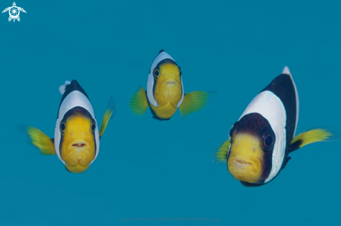 A Amphibien Polyminus | Nemo, Clown Fish
