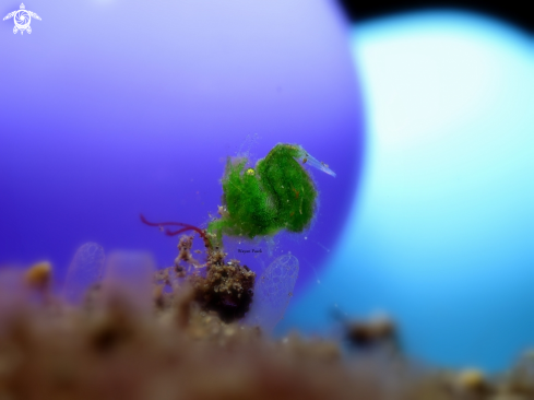 A Grean algae shrimp