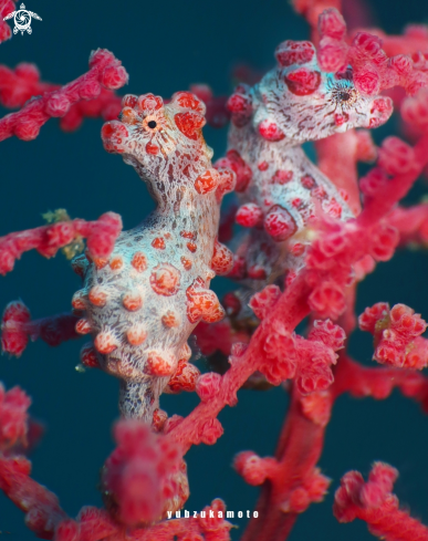 A Hippocampus Bargibanti | Pygmy seahorse