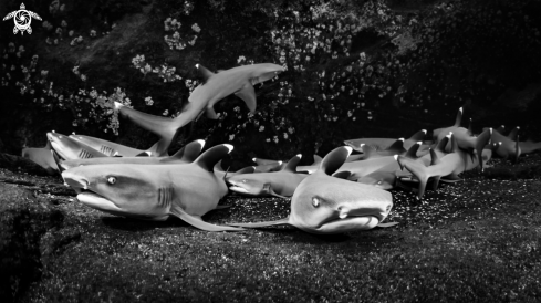 A Whitetip Reef Sharks