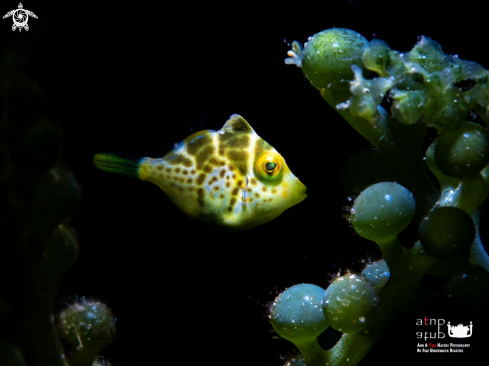 A Juvenile Mimic Filefish