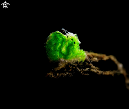 A Grean algae shrimp