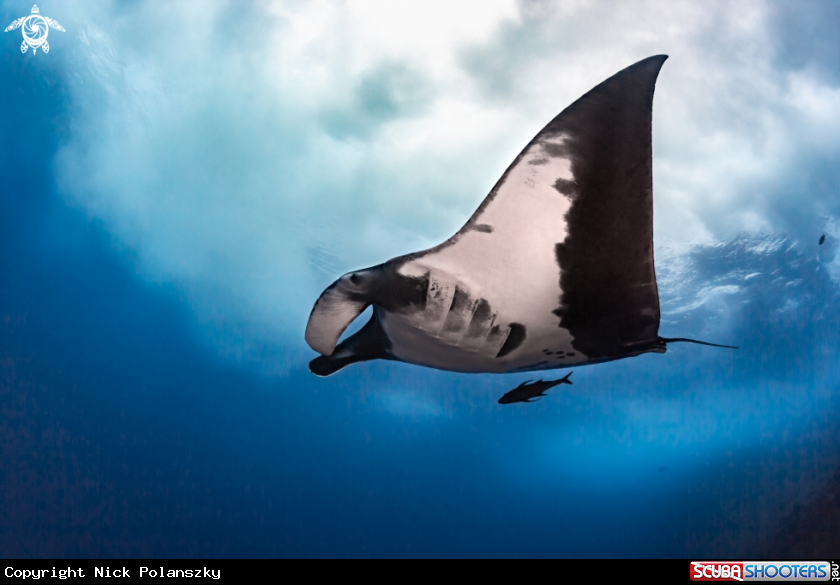 A Giant Pacific Manta Ray
