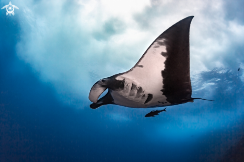 A Manta Birostris | Giant Pacific Manta Ray