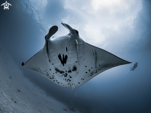 A Manta Ray