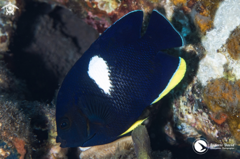 A Centropyge tibicen | Keyhole Angelfish