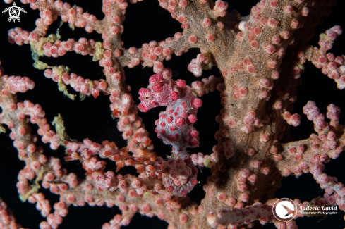 A Pygmy Seahorse