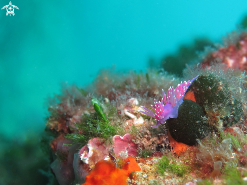 A Flabellina Ischitana | Flabellina Ischitana