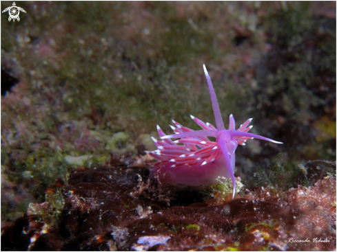 A Flabellina Ischitana