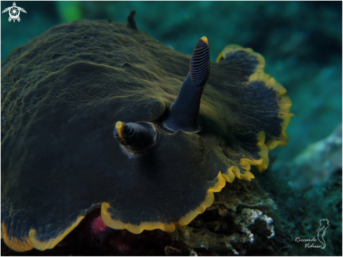 A Dendrodoris Limbata