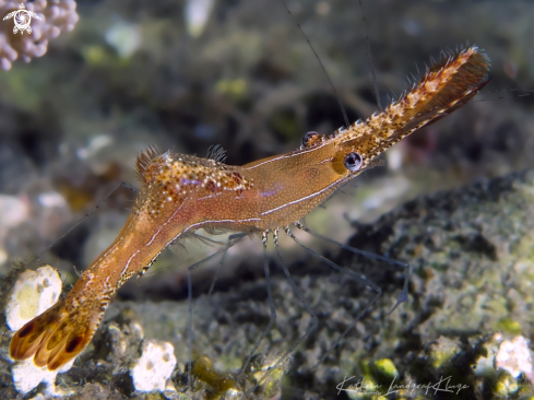 A Donald Duck Shrimp