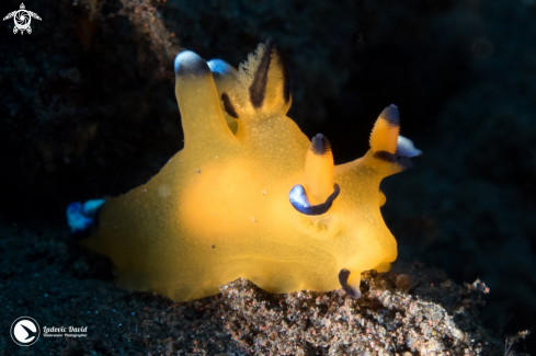 A Pacific Thecacera Nudibranch