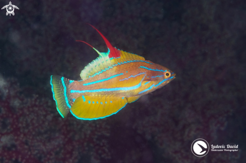 A Paracheilinus flavianalis | Yellowfin Flasher