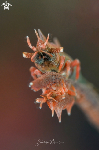 A Miropandalus hardingi | Dragon Shrimp