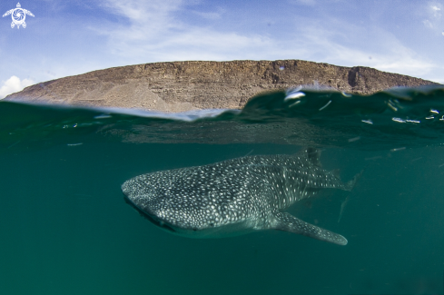 A Whale shark