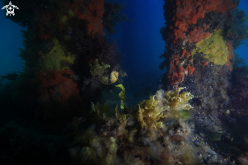 A Potbelly Seahorse