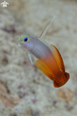 A Fire Dartfish