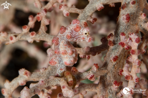 A Hippocampus bargibanti | Pygmy Seahorse