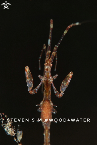 A Skeleton shrimp