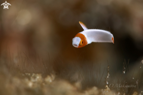 A Juvenile  Spotted parrotfish (Cetoscarus ocellatus)