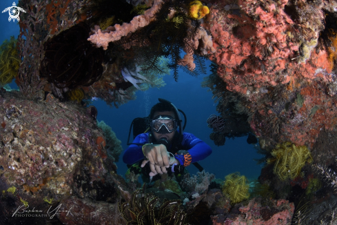 A Seascape of boulder and corals