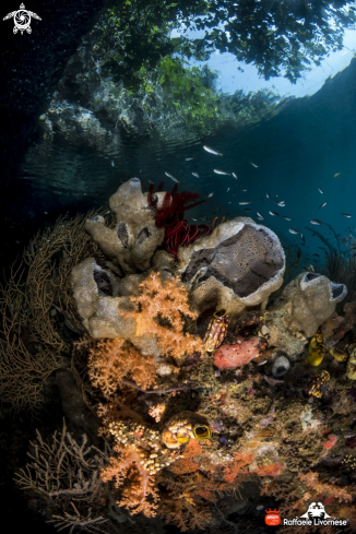 A mangroves and sponges