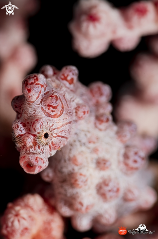 A Hippocampus bargibanti | pigmy seahorse