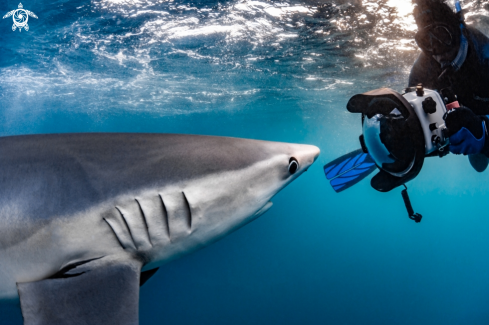 A Prionace glauca | Blue Shark