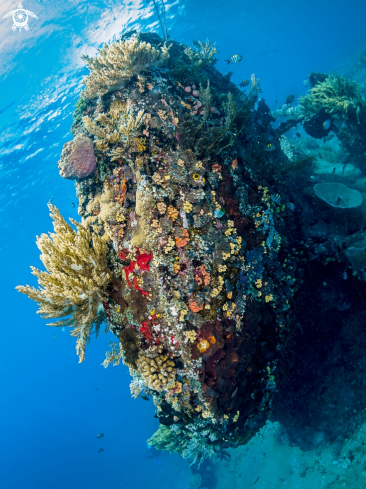 A Japanese Wreck