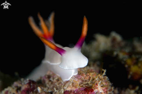 A Hypselodoris bullockii | Hypselodoris bullockii