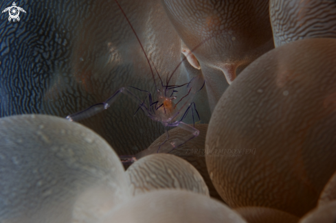 A Bubble Coral Shrimp(Vir philippinensis)
