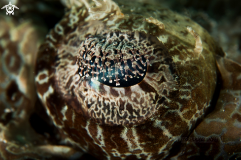 A Cymbacephalus beauforti |  Crocodilefish