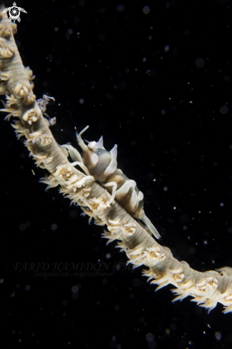 A Zanzibar Whip Coral Shrimp