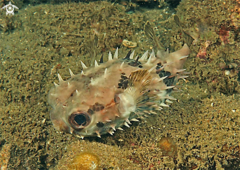 A puffer fish