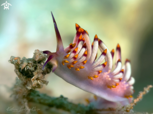 A Trinchesia sibogae | Nudibranch