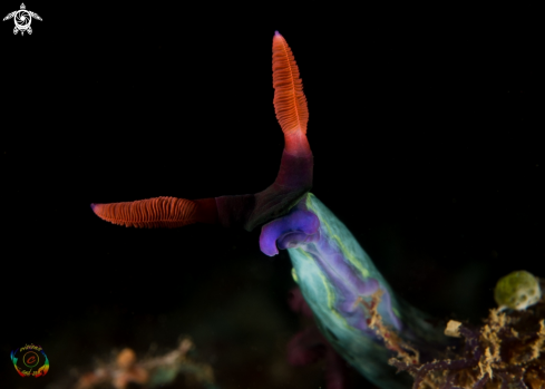 A Chamberlain`s Nembrotha