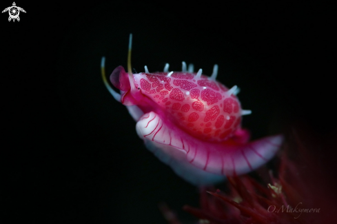 A Cowry allies (Globovula cavanaghi)