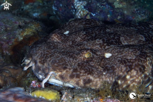 A Indonesian Wobbegong