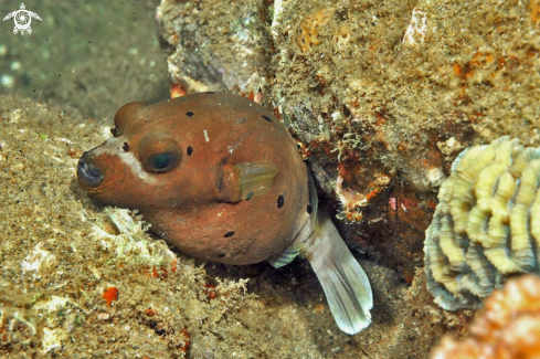 A puffer fish