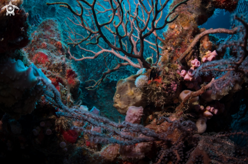 A Sp. Antennarius multiocellatus | Longlure Frogfish 