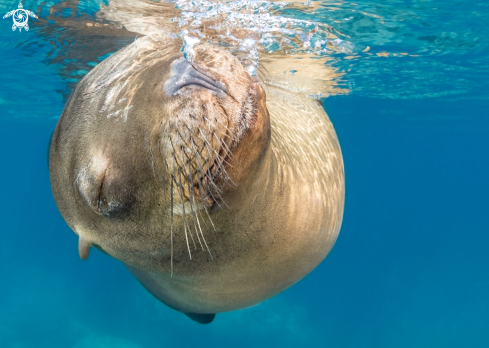 A Zalophus californianus | California Sea Lion