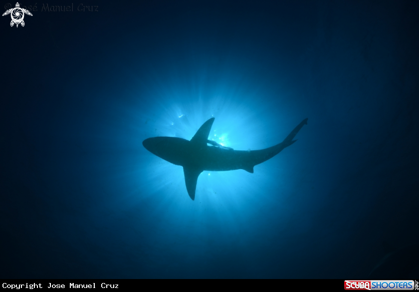 A Blacktip Shark