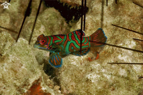 A mandarin fish