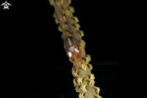 A Bryaninops yongei | whip coral goby