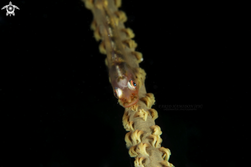 A whip coral goby