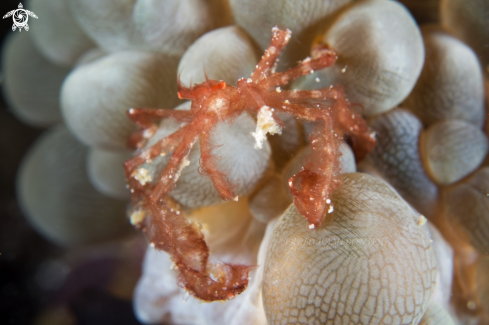 A orang-utan crab